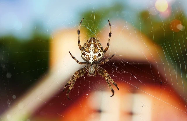Spider Spraying Dunedin and Mosgiel